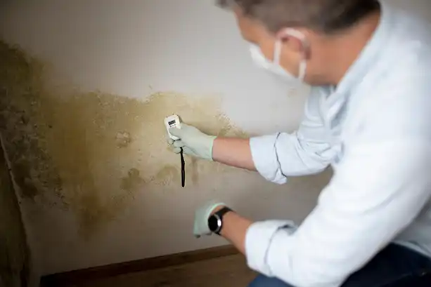 Professional mold removal and remediation in Toronto basement